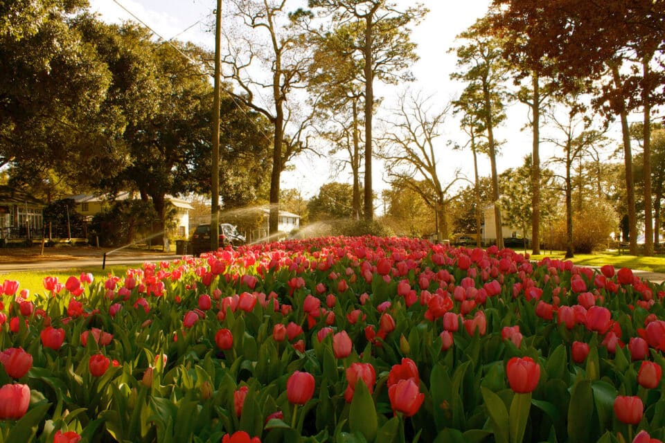 Blooming red tulips, with green grass and trees in the background.