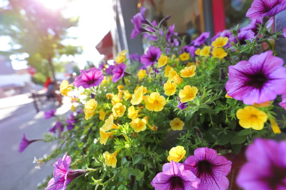 Close up view of purple and yellow blooming plants along the the city street.