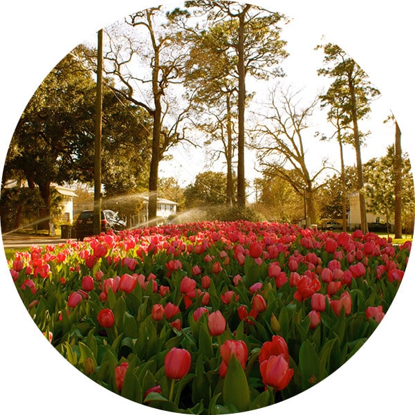 Blooming red tulips, with green grass and trees in the background.