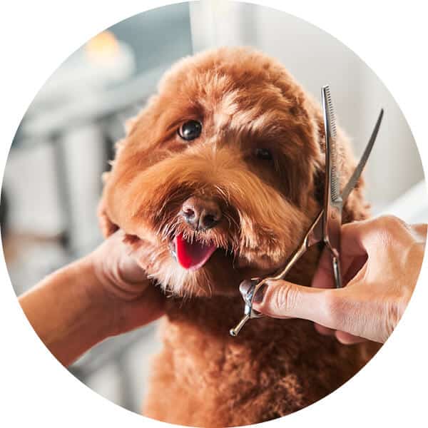 Close up view of dog being groomed with scissors